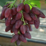 Grape variety Dubovsky pink