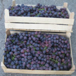 Cardinal grape variety