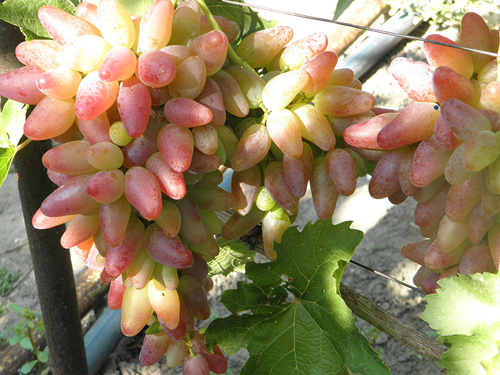 Grape variety Original