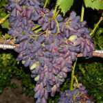 Grape variety in Memory of Negrul