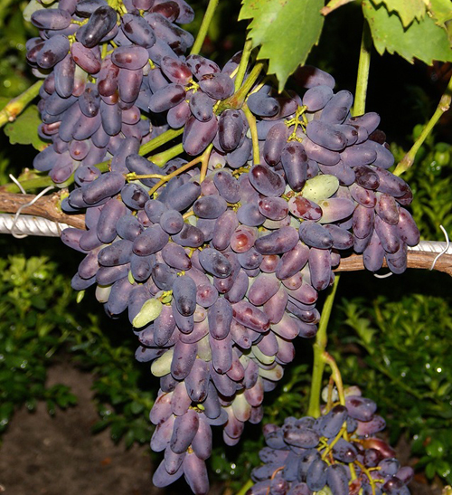 Grape variety in Memory of Negrul