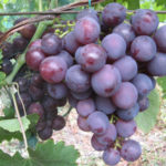 Rochefort grape variety