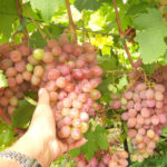 Rumba grape variety