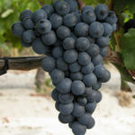 Saperavi grape variety