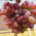 Julian grape variety