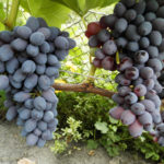 Jupiter grape variety