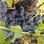 Grape variety Sharov's Riddle