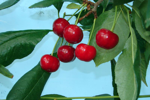 Cherry variety Nursery (duke)