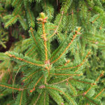 Norway spruce Compact