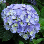 Tugese berdaun besar Hydrangea (Bersama)