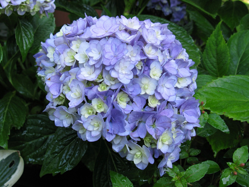 Tugese berdaun besar Hydrangea (Bersama)