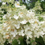 Hortensia paniculata Dolly