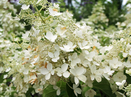 Hydrangea paniculata Dolly