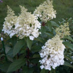 Hydrangea paniculata Candelite (Candlelight)