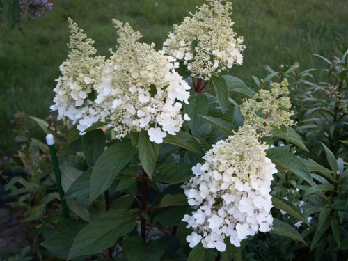 Hydrangea paniculata Candelight (Κηροπήγιο)