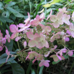 Hydrangea paniculata Berlian merah jambu