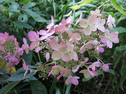 Hydrangea paniculata Ροζ διαμάντι