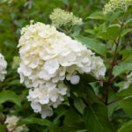 Beruang kutub Hydrangea paniculata