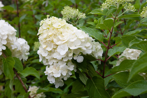 Hydrangea paniculata Polar bear