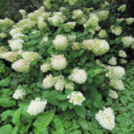 Hydrangea paniculata Silver dollar