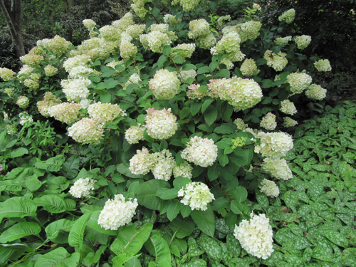 Hydrangea paniculata Silver dollar