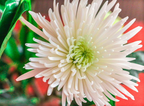 Chrysanthemum Anastasia (Anastasia)