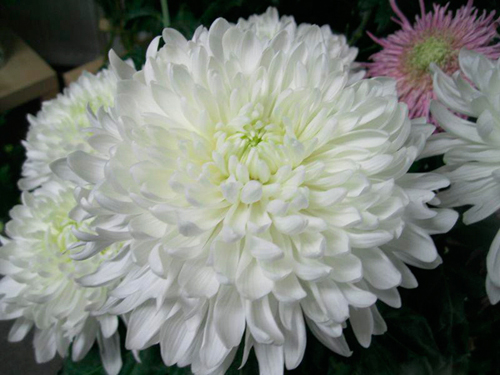 Chrysanthemum Antonov