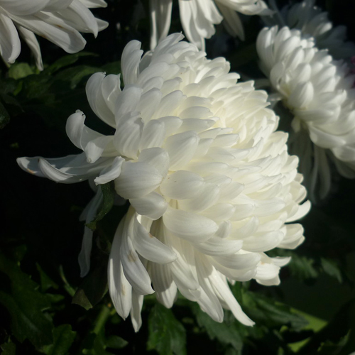 Chrysanthemum Gagarin