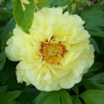 Peony Bartzella (Bartzella)