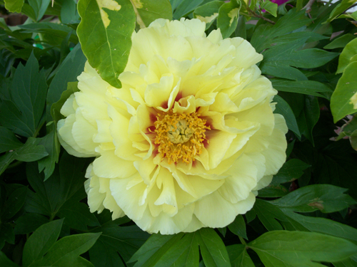 Peony Bartzella (Bartzella)