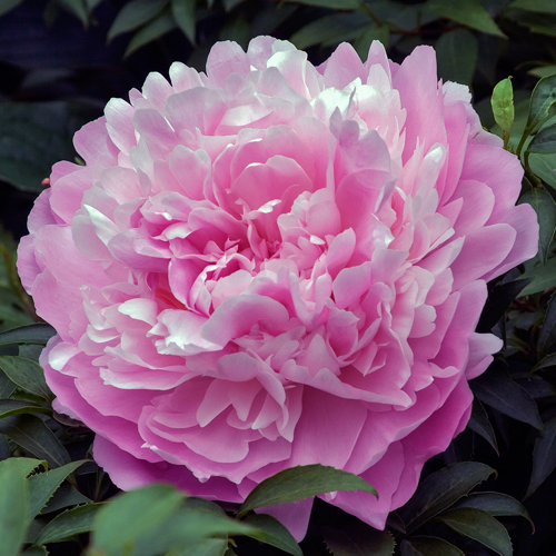 Δείπνο Peony