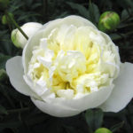 Peony Duchesse de Nemours