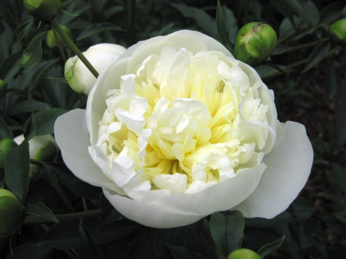 Peony Duchesse de Nemours