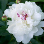 Maksima Peony Festiva