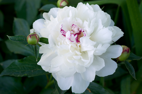 Peony Festiva maxima