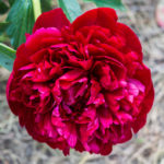 Peony Henry Bockstoce (Henry Bockstoce)