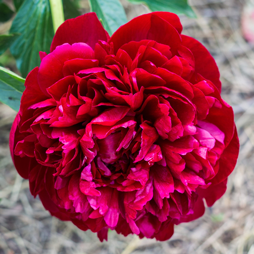 Peony Henry Bockstoce (Henry Bockstoce)