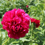 Peony Carol