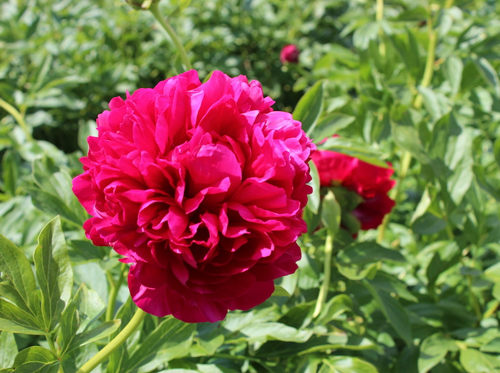 Peony Carol