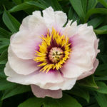 Peony Cora Louise (Cora Louise)