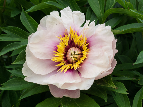 Peony Cora Louise (Cora Louise)