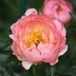 Peony Coral solnedgang