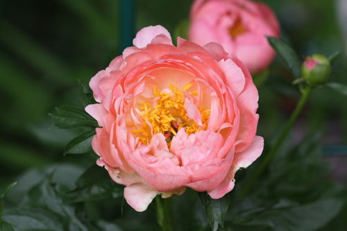 Matahari terbenam Peony Coral