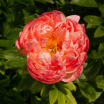 Peony Coral γοητεία