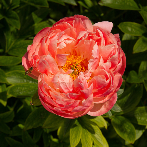 Peony Coral charm