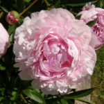 Peony Sarah Bernhardt