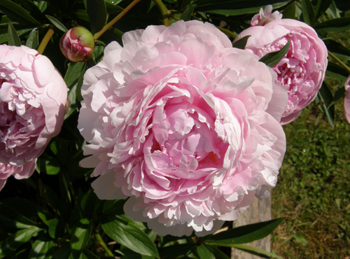 Peony Sarah Bernhardt