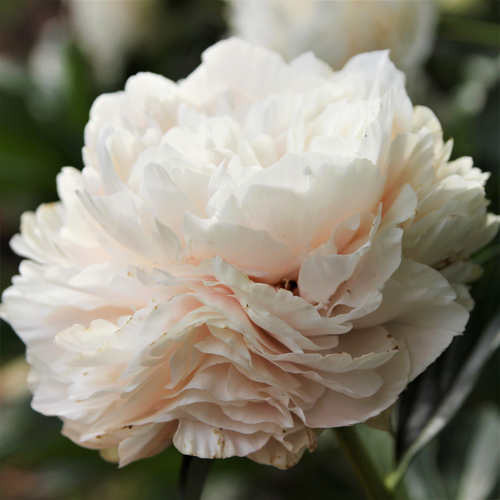 Peony Solange