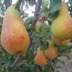 Pear variety Abbot Fetel