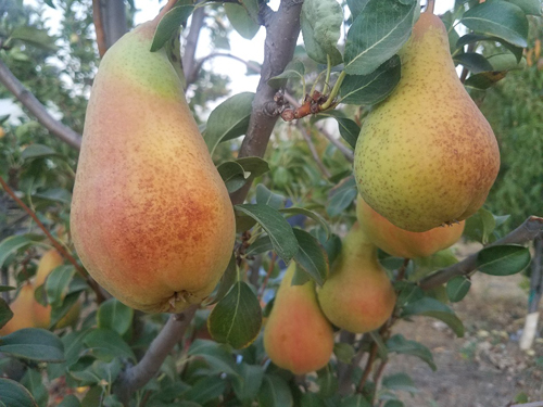 זן אגס עוברי אב המנזר